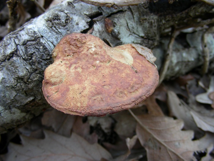 597 Febbraio vecchio ritrovamento